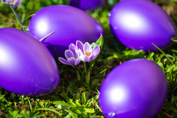 purple easter eggs with crocuses, crocuses between easter eggs