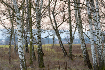 Russian Birch Trees