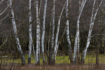 Russian Birch Trees