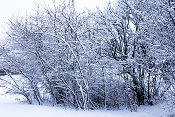 Winter is back winter landscapes Ukraine