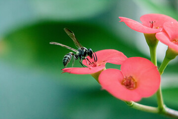 Flor rosada primer plano avispa polen  