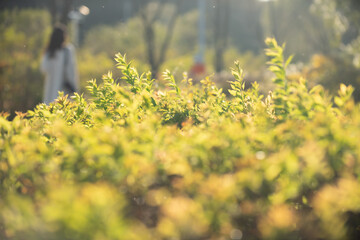 Obraz premium flowers in the morning