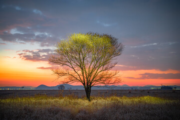 sunset in the field