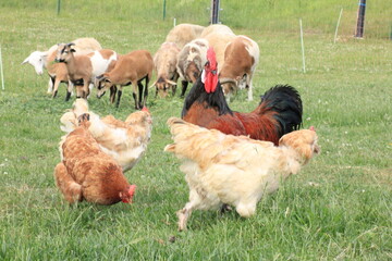 Tiere in der natur 