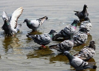 pigeon on water