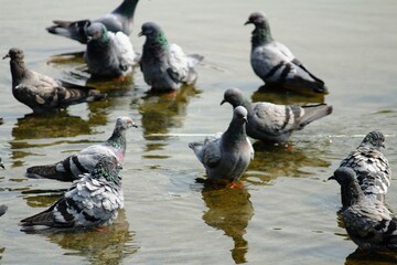 pigeon on water