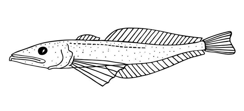 Big Baikal oilfish. Black hand drawn realistic outline vector image.