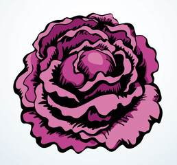 Cabbage. Vector drawing icon sign