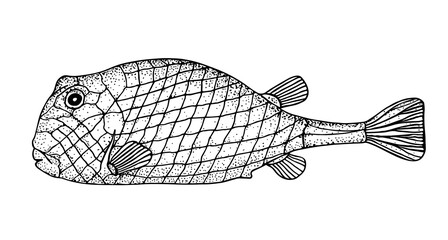 Bony fish. Black hand drawn realistic outline vector image.