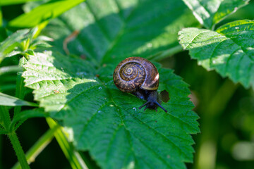 Kleine braune Schnecke auf Blatt