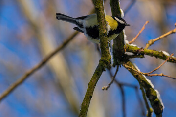 Meise von unten fotografiert auf einen Ast