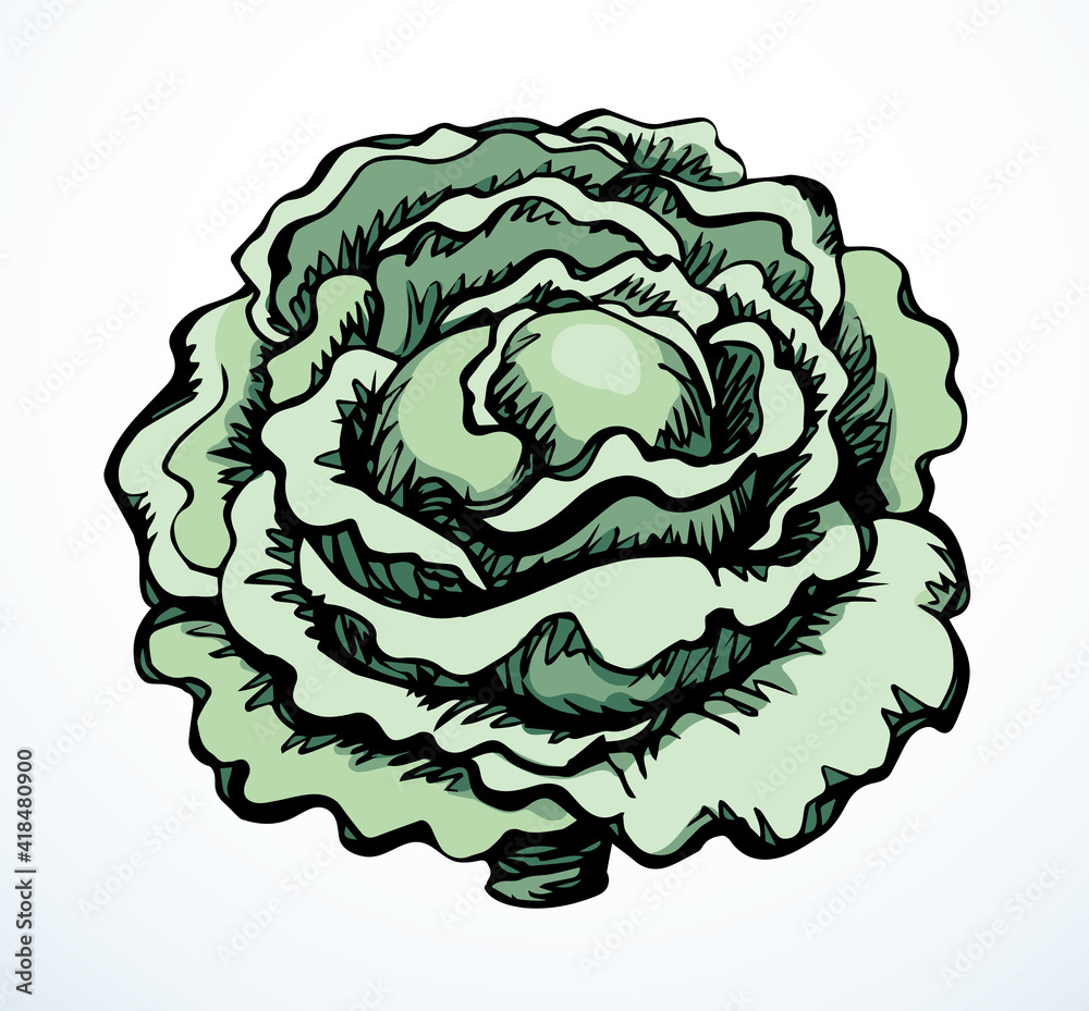 Canvas Prints Cabbage. Vector drawing icon sign