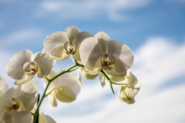 White orchid flowers, variety Phalaenopsis, with the sky in the background.
