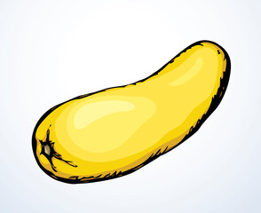 Zucchini gourd. Vector drawing icon