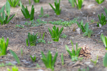 Hyacinth sprouts in a row in the garden, bunch of plant's stems, first spring flowers, beauty in nature