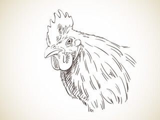 rooster hand drawn