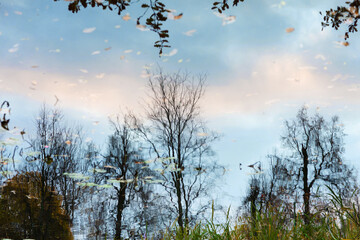 Obraz premium Tree reflection in the pond on water surface.