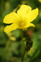 野原に咲くオオキバナカタバミ