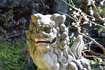 guardian lion  statue of a shrine