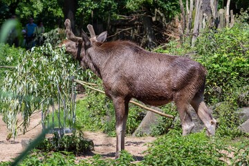 a moose eats green stuff from a tree
