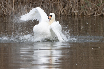 Swan in Water