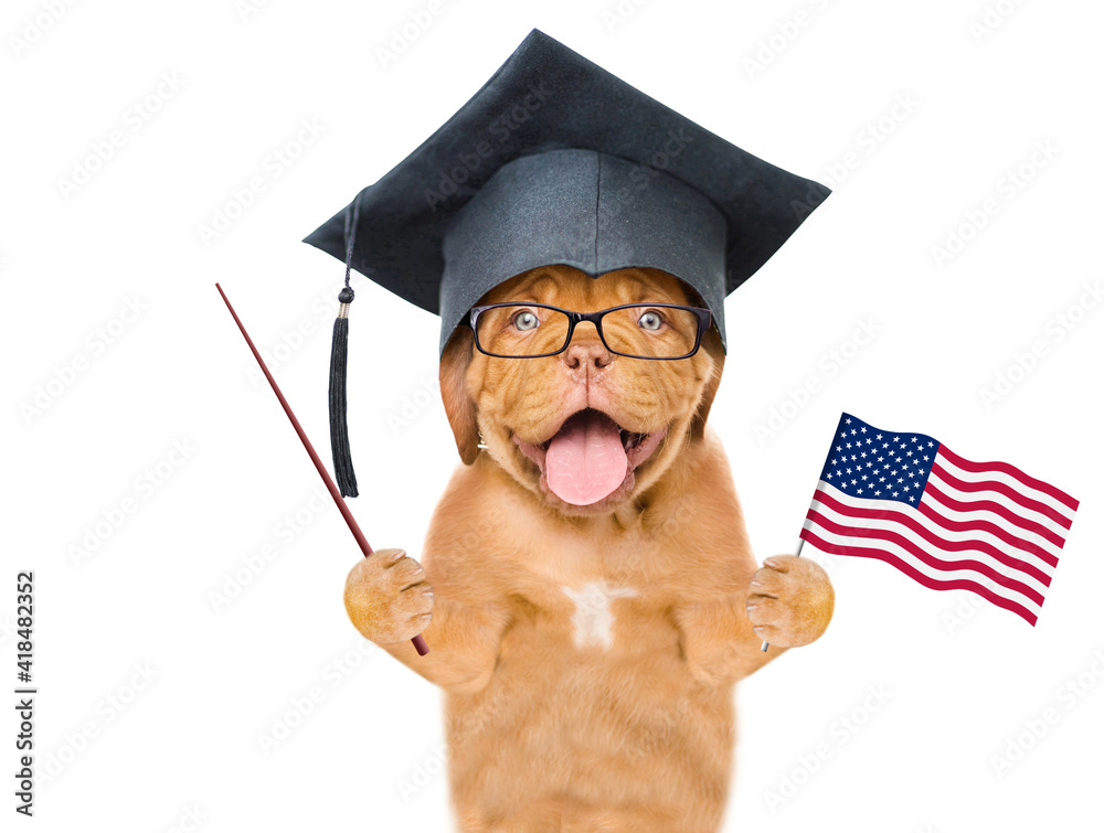 Poster graduated dog wearing graduate cap holds american (usa) flag in it paw and points away on empty spac