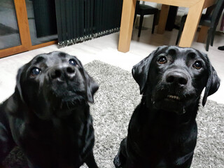 black labrador retriever