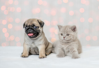 tiny kitten and Pug puppy sit together on festive background