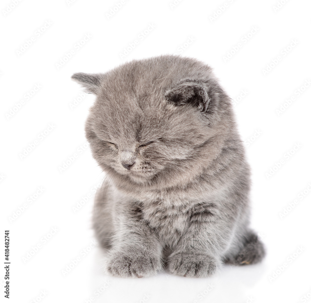 Poster sleepy tiny kitten sits. isolated on white background