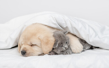 Cute Golden retriever puppy hugs gray kitten. Pets sleep together under white warm blanket on a bed at home