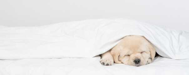 Golden retriever puppy sleeps under white warm blanket on a bed at home. Empty space for text