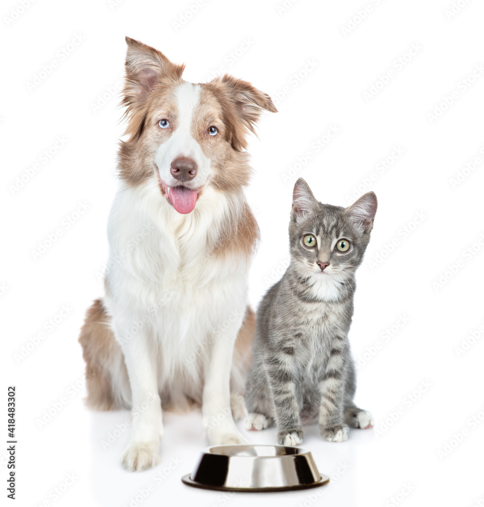 Poster border collie dog and kitten sit together with empty bowl. isolated on white background