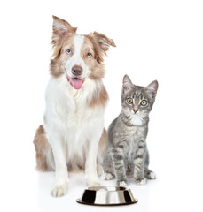 Border collie dog and kitten sit together with empty bowl. Isolated on white background