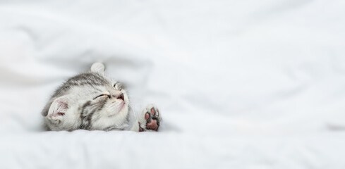 Cute scottish kitten sleeps under blanket on a bed at home. Top down view. Empty space for text