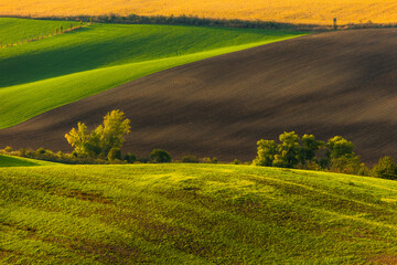 Autumn landscapes in South Moravia, Bohemia. The undulating fields shimmer with shades of green, brown and yellow.