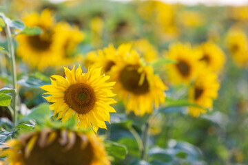 Beautiful field of yellow sunflowers
