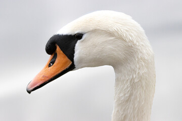 Schwan Portrait 