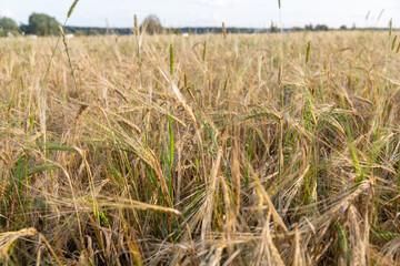Ears of wheat in the field