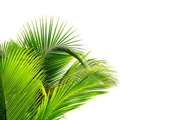 Green palm leaves white background isolated closeup, palm leaf corner border, palm branches frame,...
