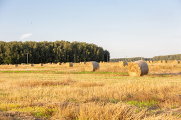 Mown wheat field with straw bales
