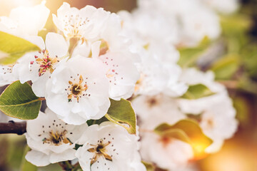 Blooming apple tree branch. Spring vibes image