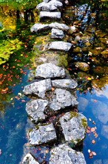 autumn in the forest