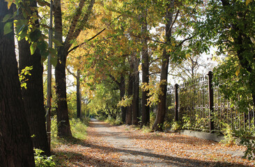 Fototapeta na wymiar an alley in the park with trees in the garden autumn leaves at the fence for a walk