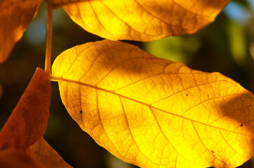 autumn leaves background