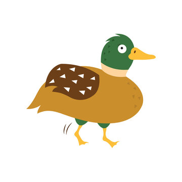 Cartoon duck, vector illustration on white isolated background