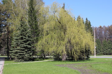 Fototapeta na wymiar beautiful green trees in the garden grow in the park in the spring with a lawn