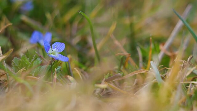Eine blaue kleine Bl&uuml;te des Persische Ehrenpreis (Veronica persica) auf einer Wiese als Nahaufnahme