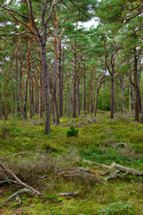 Mystischer Darßer Urwald, Nationalpark Vorpommersche Boddenlandschaft, Mecklenburg Vorpommern, Deutschland