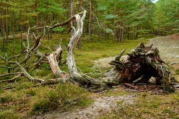 Mystischer Darßer Urwald, Nationalpark Vorpommersche Boddenlandschaft, Mecklenburg Vorpommern, Deutschland