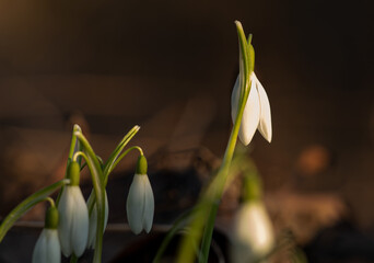A snowdrops closeup at a sunny day in spring 2021, negative space